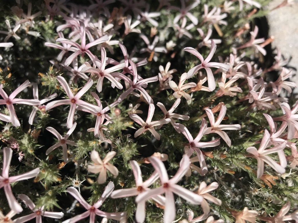 Linanthus pungens — parent species of Linanthus pungens subsp. pulchriflorus