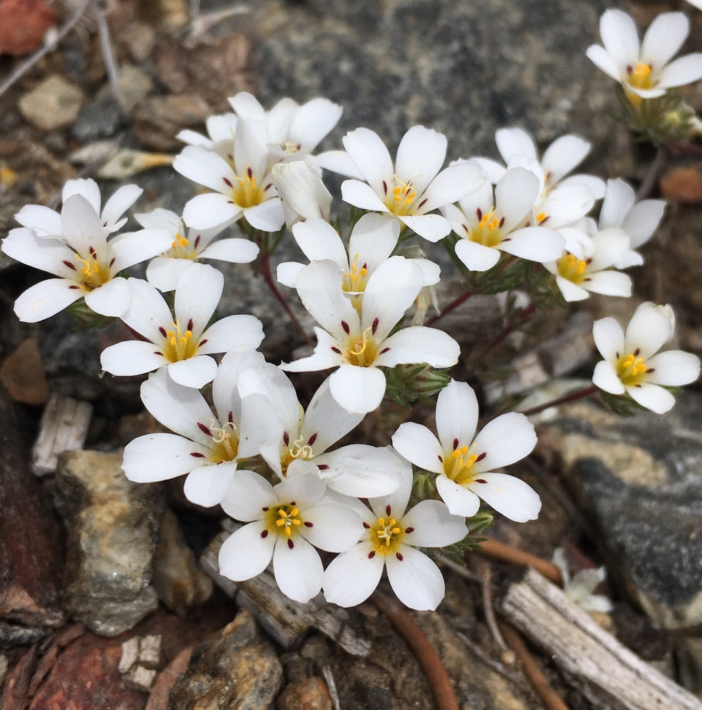 Linanthus sp., native California perennial
