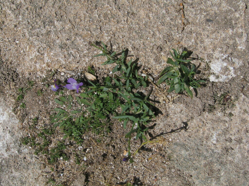 Linaria bipartita (Clovenlip toadflax), non-native California herb