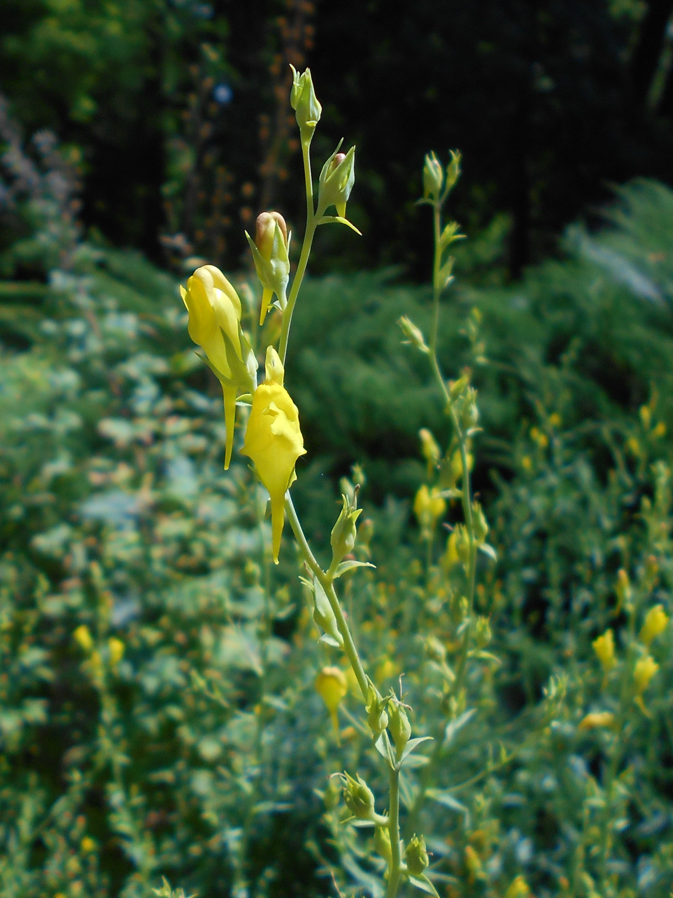 Linaria dalmatica subsp. dalmatica (Dalmatian toadflax), non-native California herb