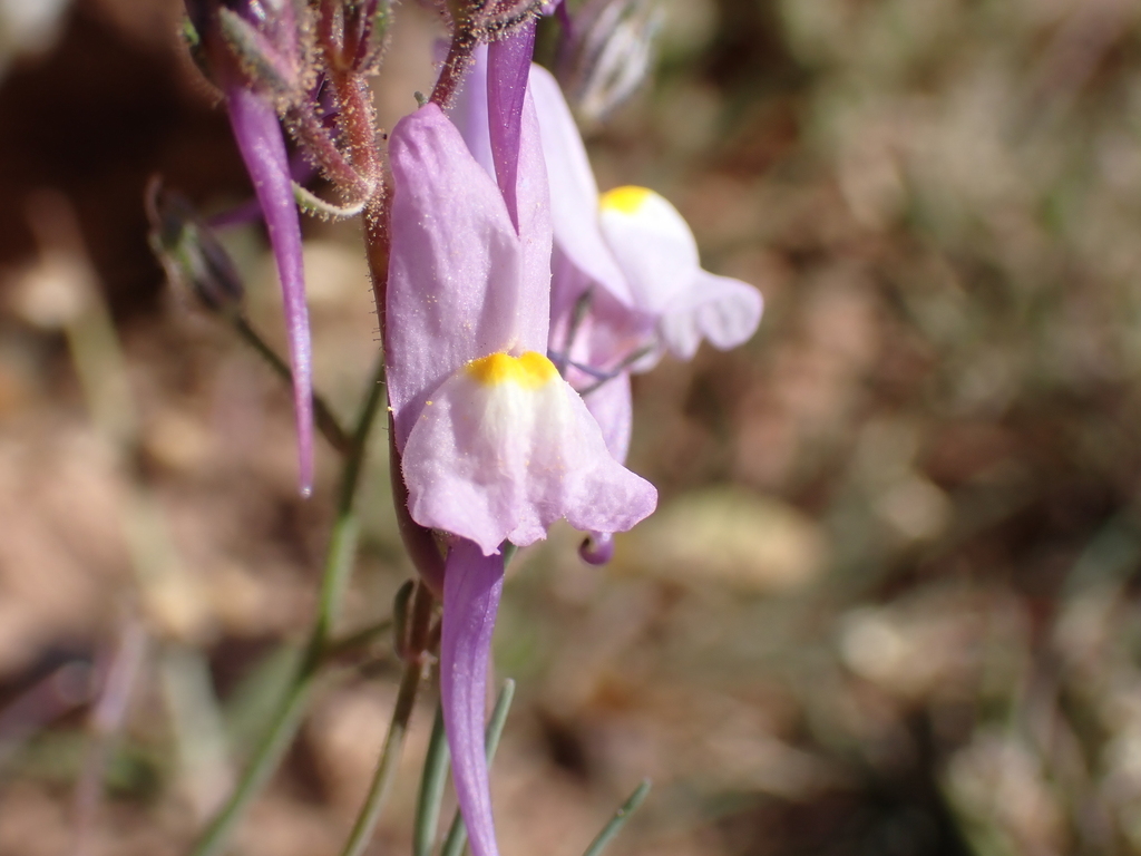 Linaria maroccana (Moroccan toad flax), non-native California herb
