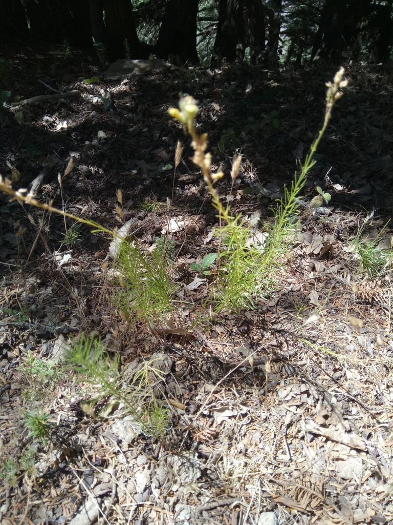Linaria pinifolia (Pine needle toad flax), non-native California herb