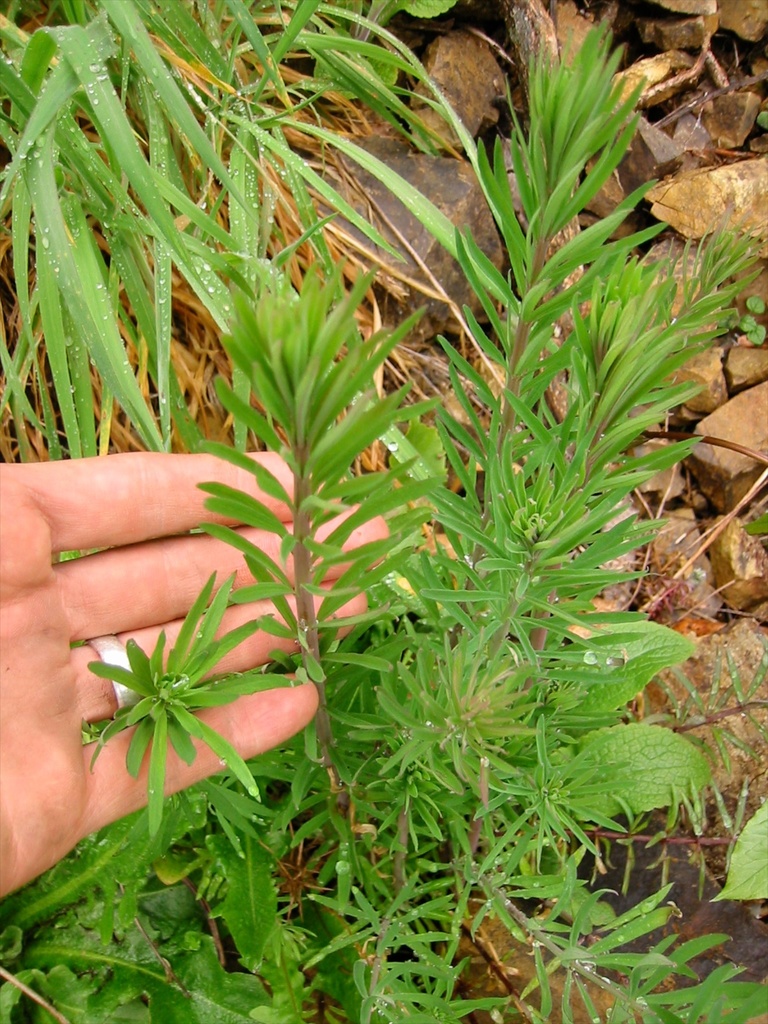 Linaria purpurea (Purple toad flax), non-native California herb