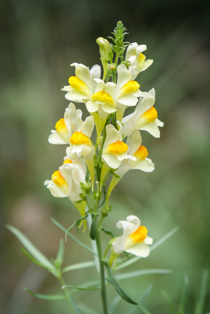 Linaria vulgaris (Butter-and-eggs), non-native California herb