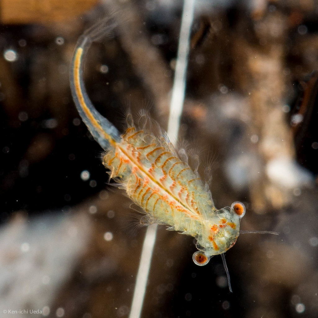 Linderiella occidentalis (California Linderiella), California species