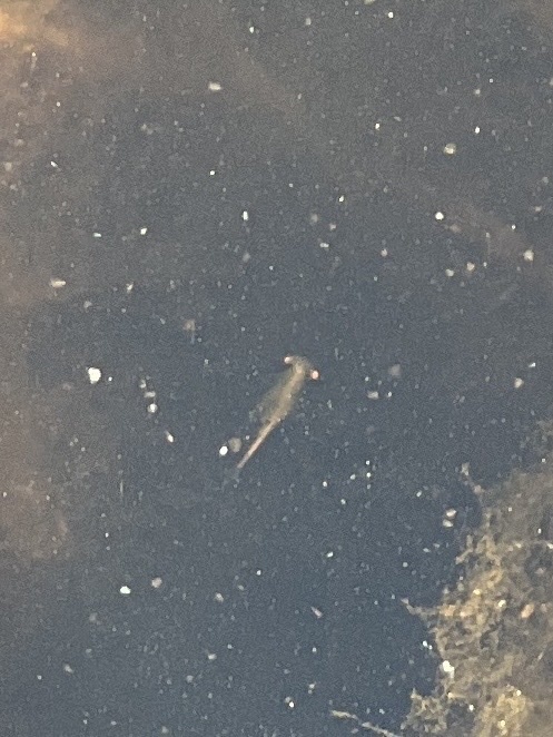 Linderiella santarosae (Santa Rosa Plateau Fairy Shrimp), California species