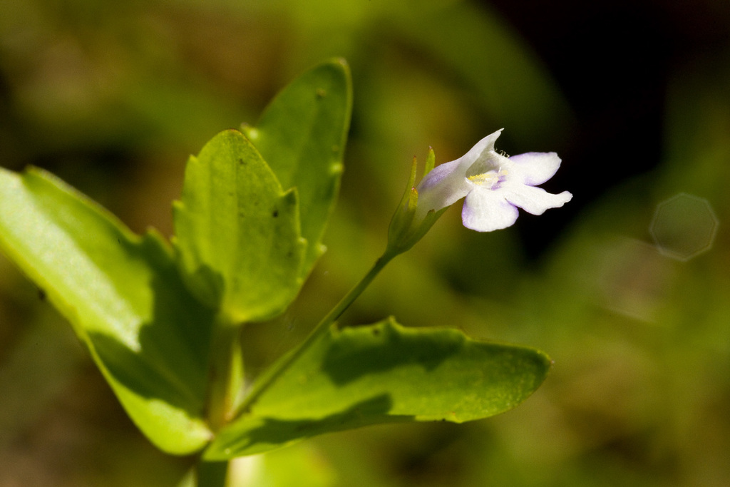 Lindernia dubia (Yellowseed false pimpernel), native California herb