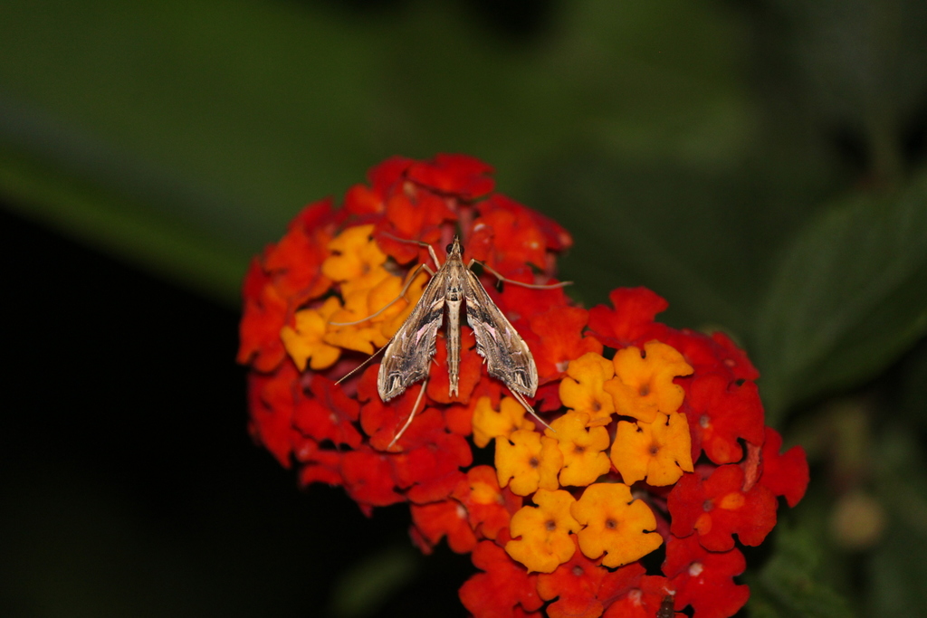 Lineodes elcodes, California species