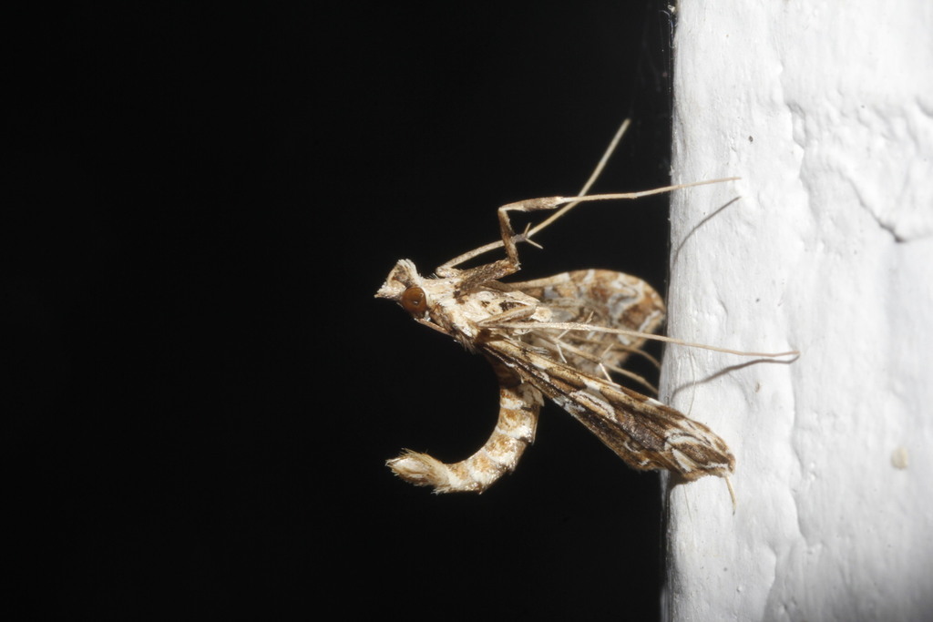Lineodes integra, California species