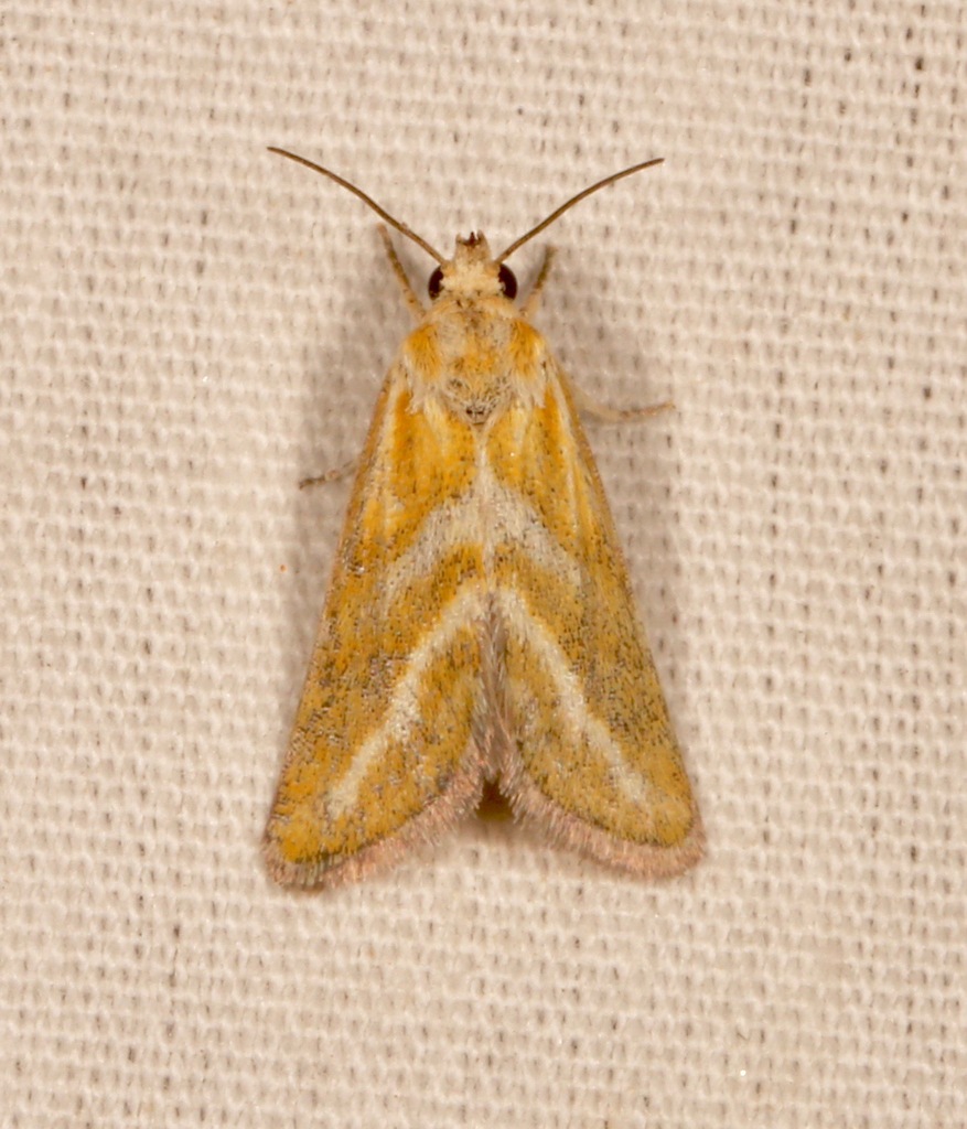 Lineostriastiria hutsoni, California species
