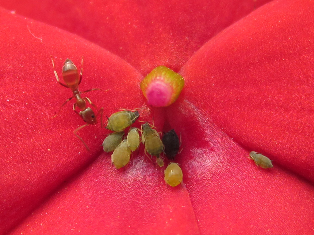 Linepithema humile (Argentine Ant), California species