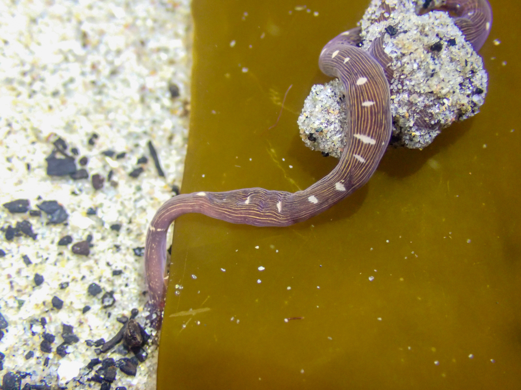 Lineus pictifrons, California species
