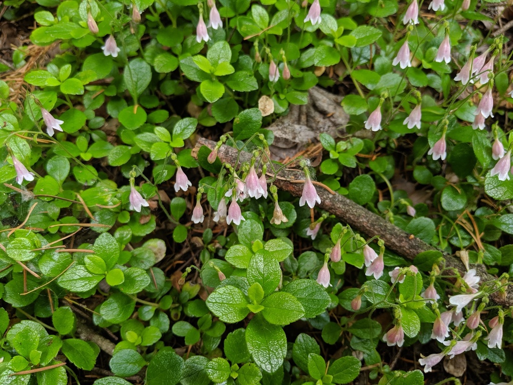 Linnaea borealis var. longiflora (Twin flower), native California subshrub
