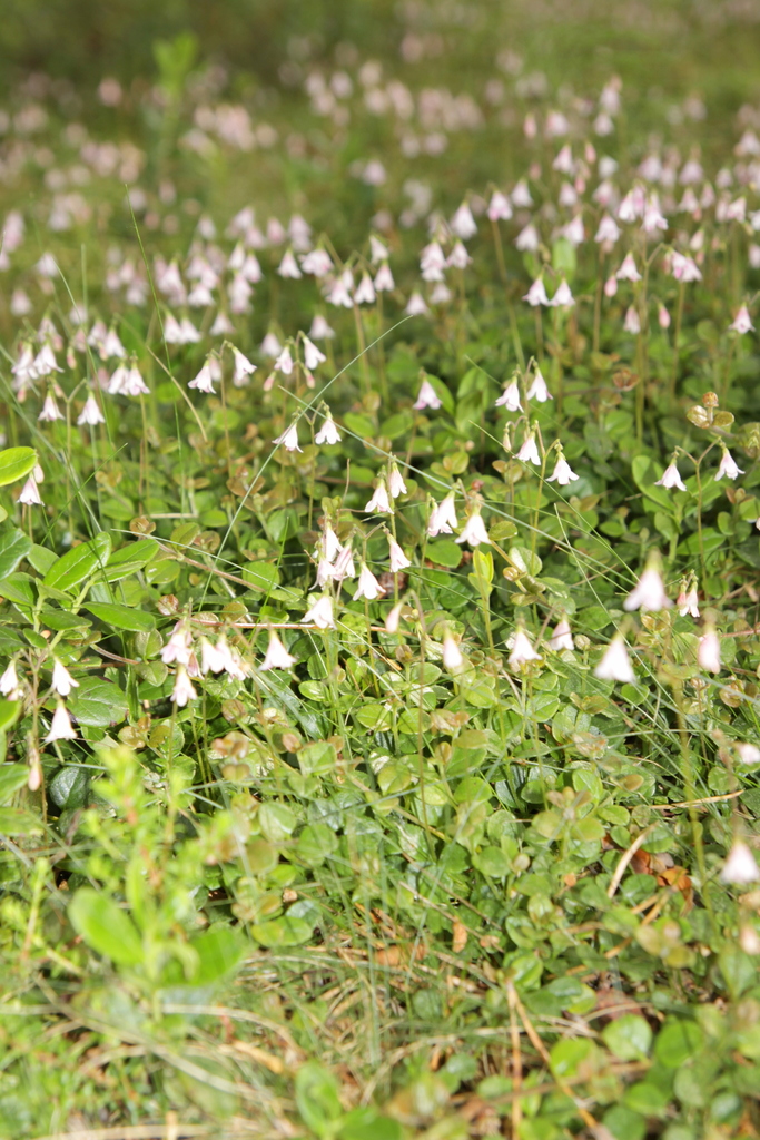 Linnaea sp. (Twin flower), native California shrub