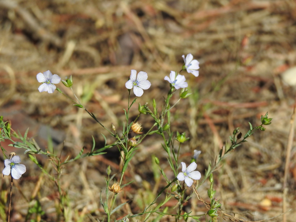 Linum bienne (Narrow leaved flax), non-native California herb