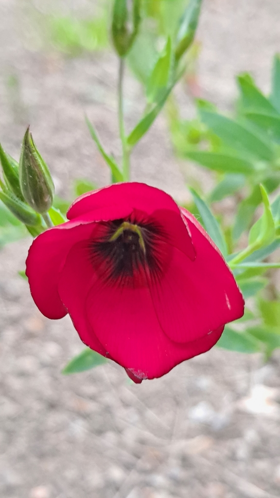 Linum grandiflorum (Flowering flax), non-native California herb