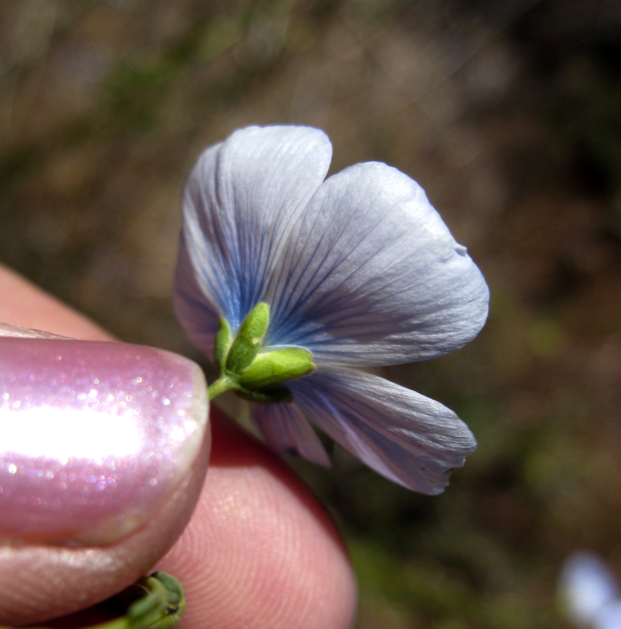 Linum lewisii var. lewisii (Lewis' flax), native California subshrub