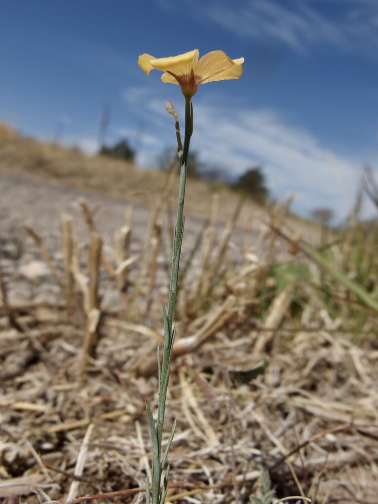Linum puberulum (Plains flax), native California herb