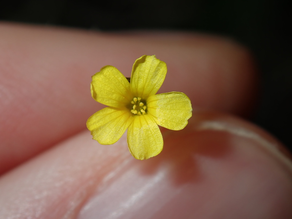 Linum trigynum (French flax), non-native California herb