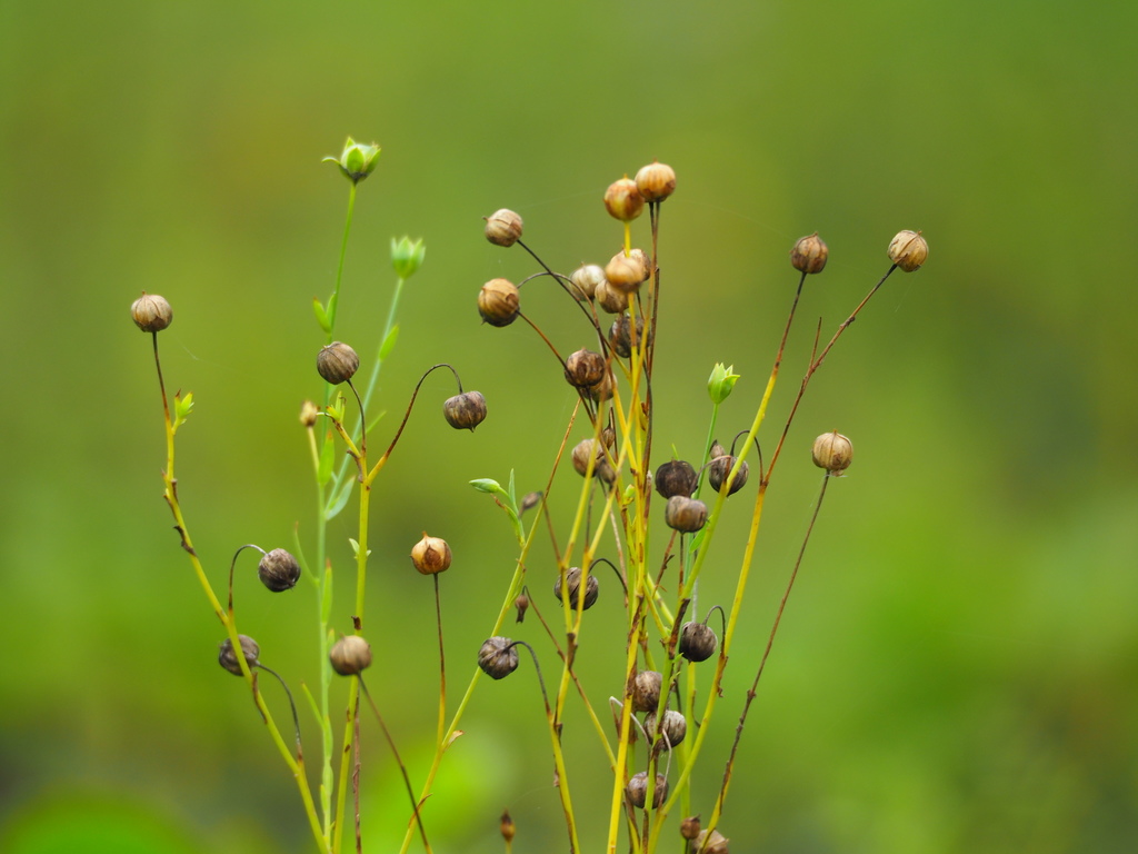 Linum usitatissimum (Common flax), non-native California herb