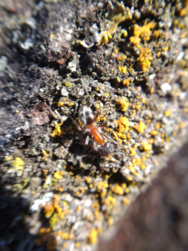 Liometopum occidentale (Western Velvety Tree Ant), California species