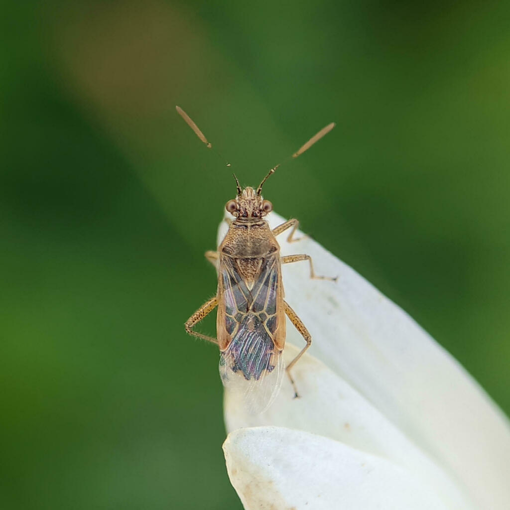Liorhyssus hyalinus (Hyaline Grass Bug), California species