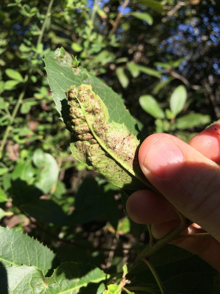 Liothrips ilex (Toyon gall thrips), California species