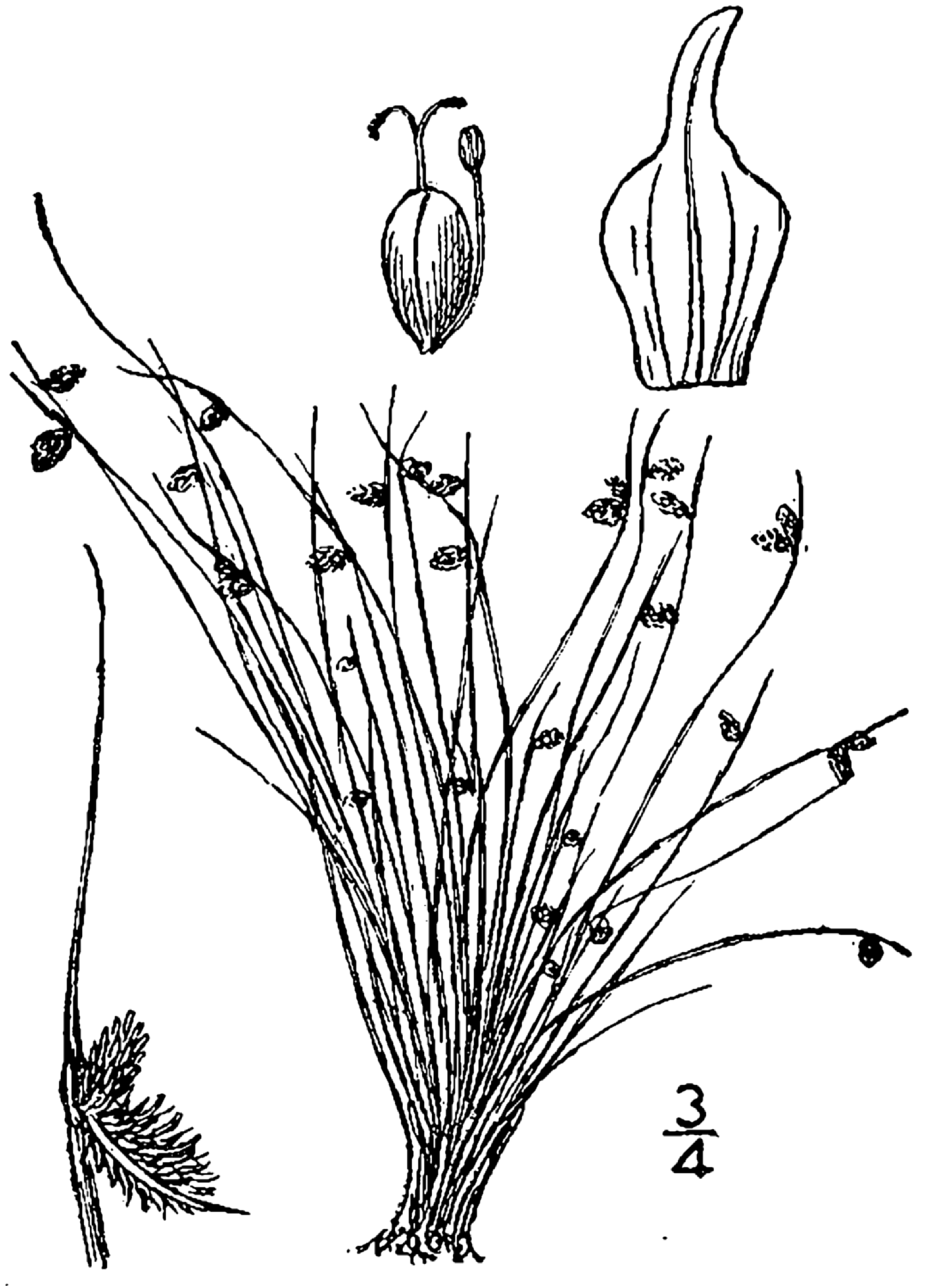 Lipocarpha aristulata (Awned halfchaff sedge), native California grass
