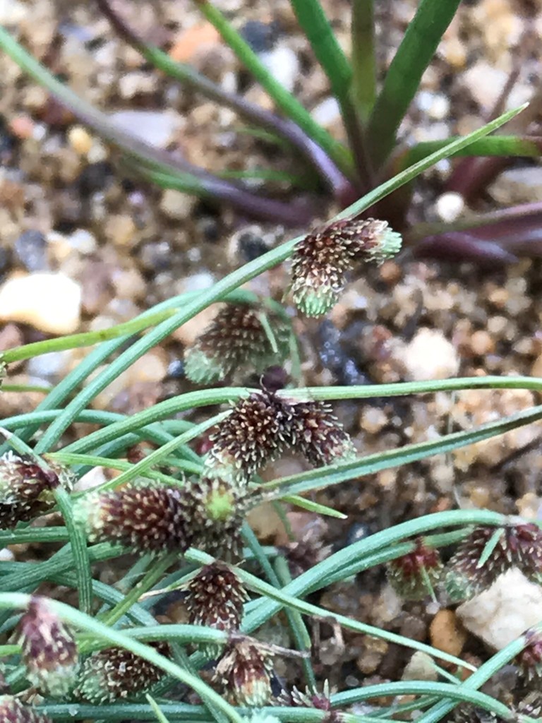 Lipocarpha micrantha (Small flowered hemicarpha), native California grass