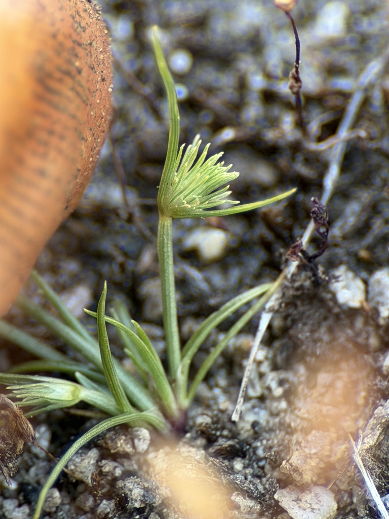 Lipocarpha occidentalis (Western halfchaff sedge), native California grass