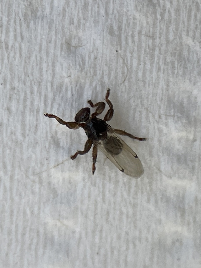 Lipoptena depressa (Western American Deer Ked), California species