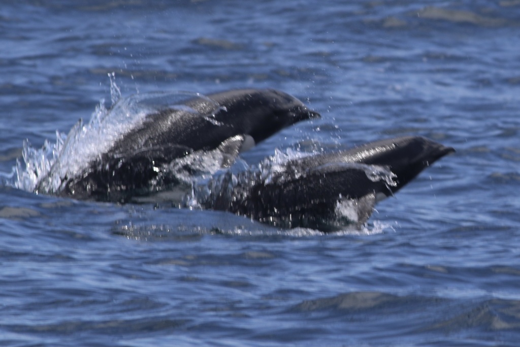 Lissodelphis borealis (Northern Right-whale Dolphin), California species