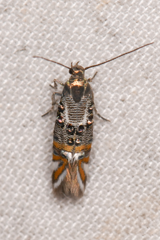 Lithariapteryx jubarella (Jubarella Lithariapteryx), California species