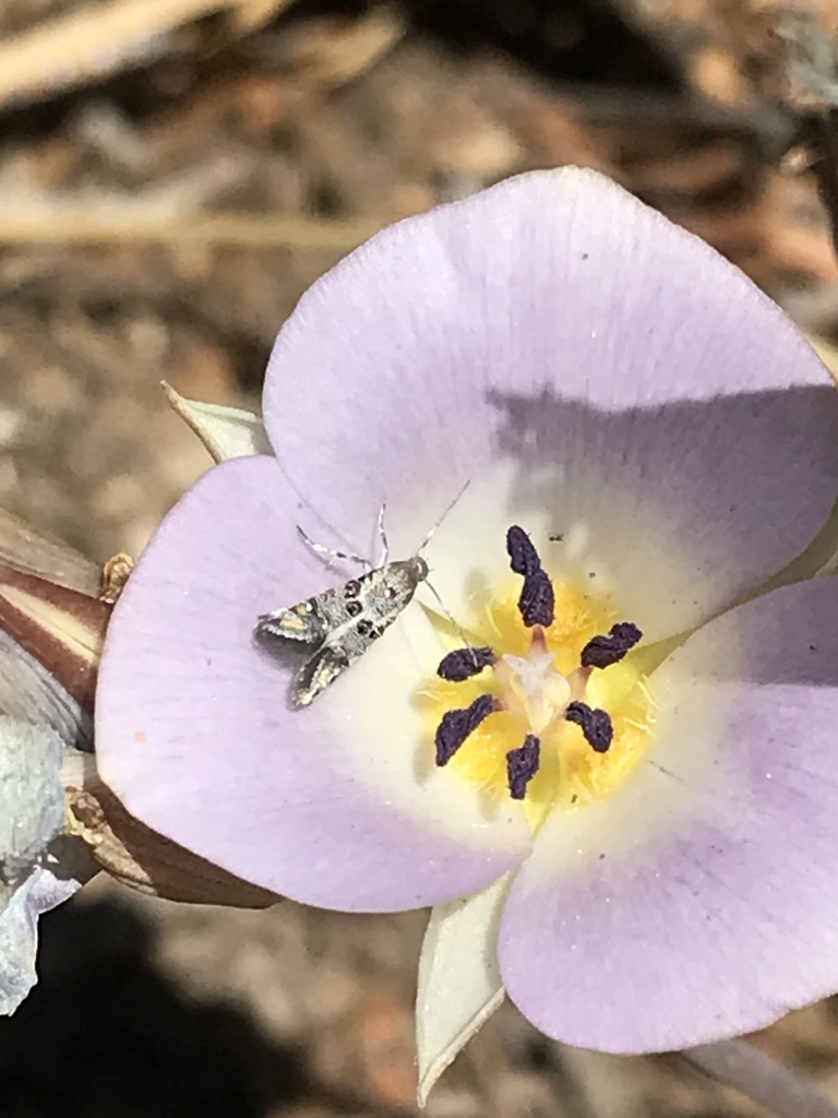 Lithariapteryx mirabilinella (Jewel-studded four o'clock sun moth), California species