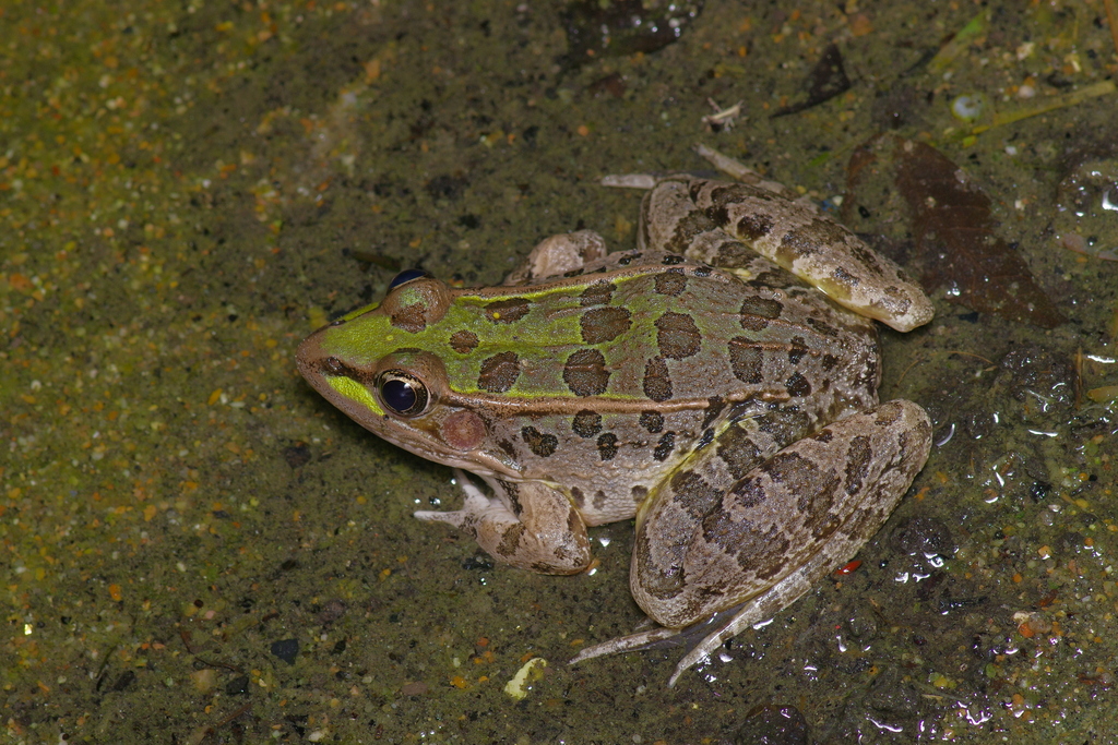 Lithobates berlandieri (Rio Grande Leopard Frog), California species