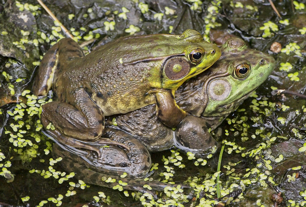 Lithobates catesbeianus (American Bullfrog), California species