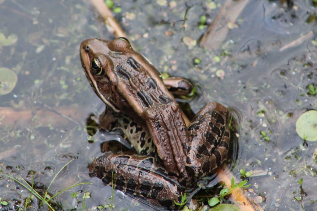 Lithobates pipiens (Northern Leopard Frog), California species