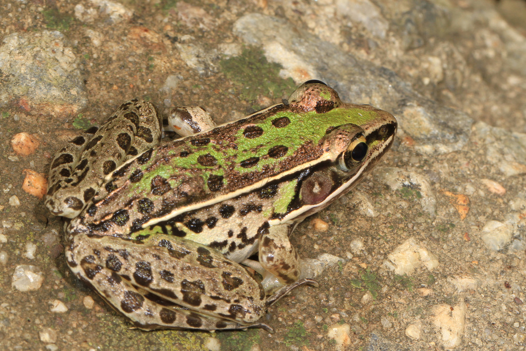 Lithobates sphenocephalus (Southern Leopard Frog), California species