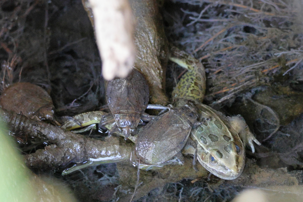 Lithobates yavapaiensis (Lowland Leopard Frog), California species