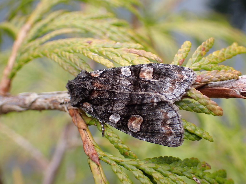 Lithophane dilatocula (Dilatocula Pinion), California species