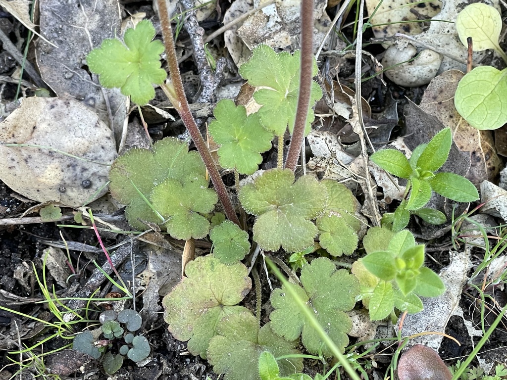 Lithophragma affine (Common woodland star), native California herb