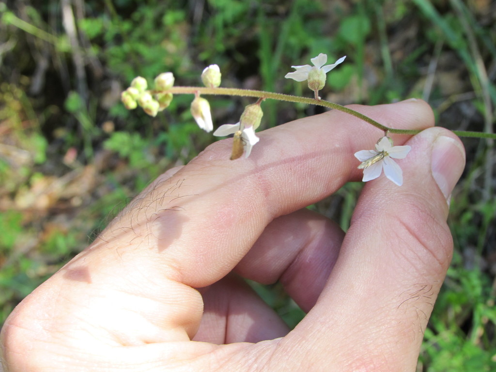 Lithophragma bolanderi (Bolander's woodland star), native California herb