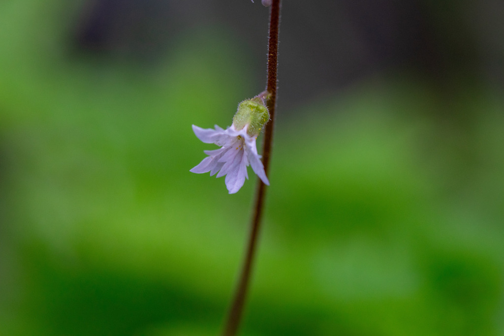 Lithophragma campanulatum (Siskiyou mountain woodland star), native California herb