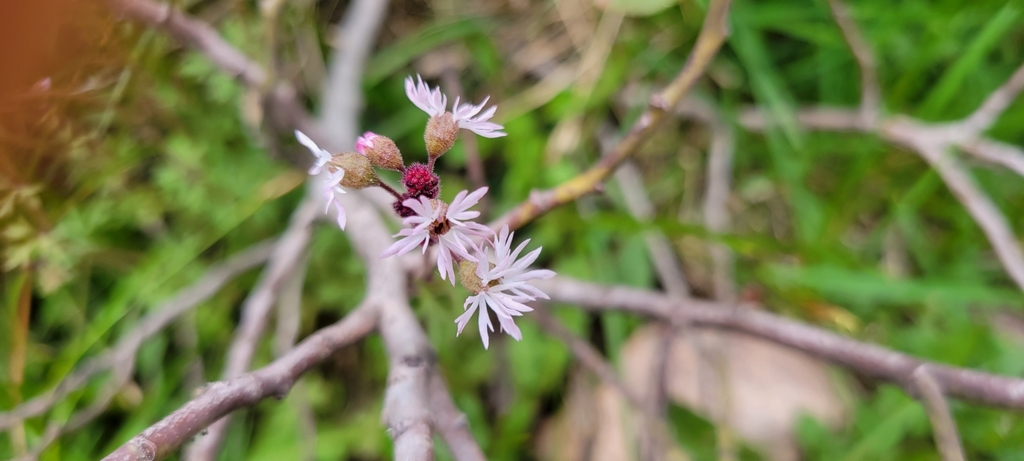 Lithophragma glabrum (Bulbed woodland star), native California herb