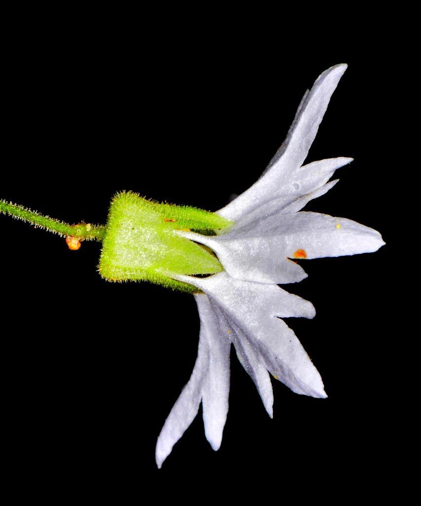 Lithophragma heterophyllum (Hill star), native California herb