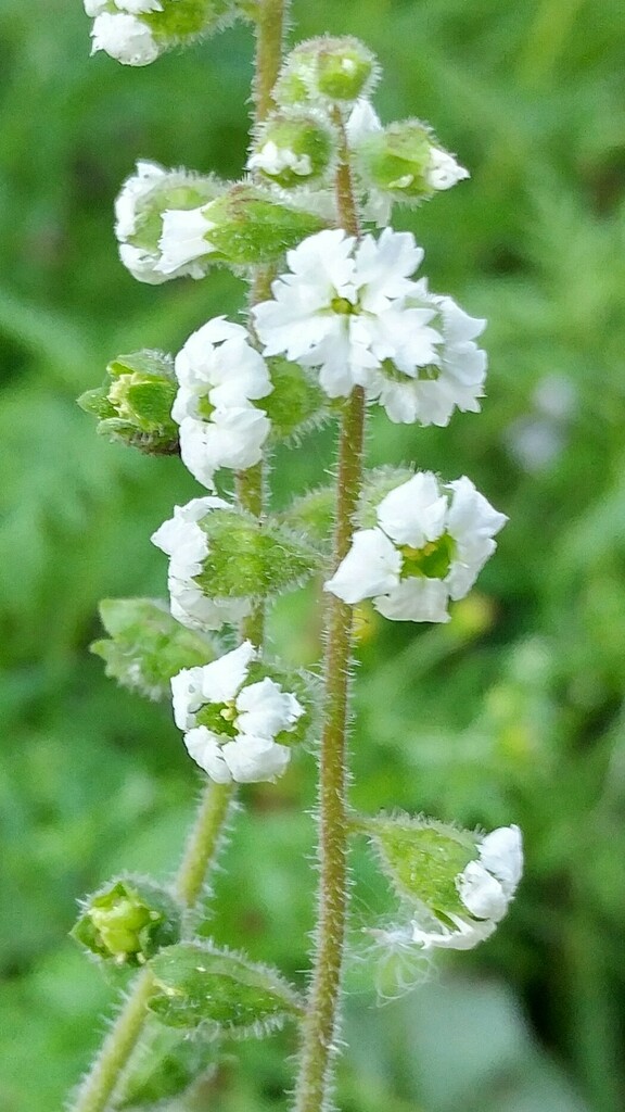Lithophragma maximum (San clemente island woodland star), native California herb
