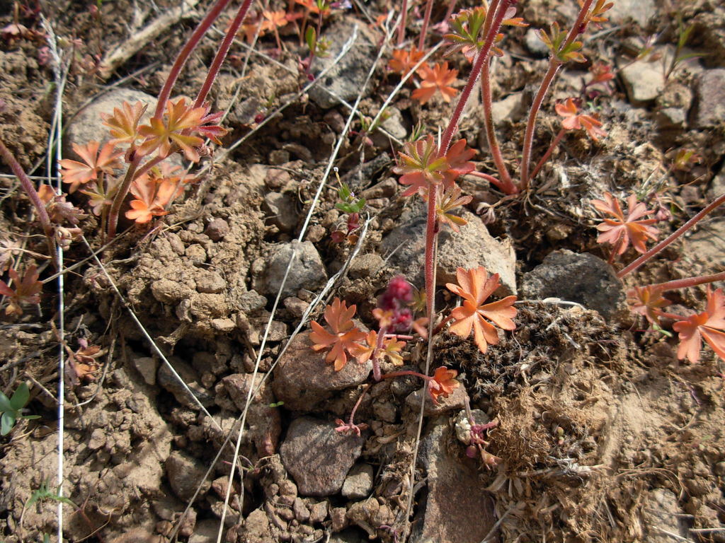 Lithophragma parviflorum var. trifoliatum (Prairie woodland star), native California herb