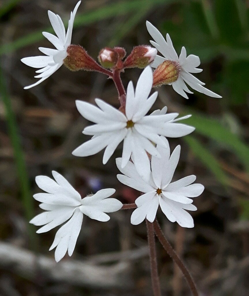 Lithophragma parviflorum (Pink woodland star), native California herb