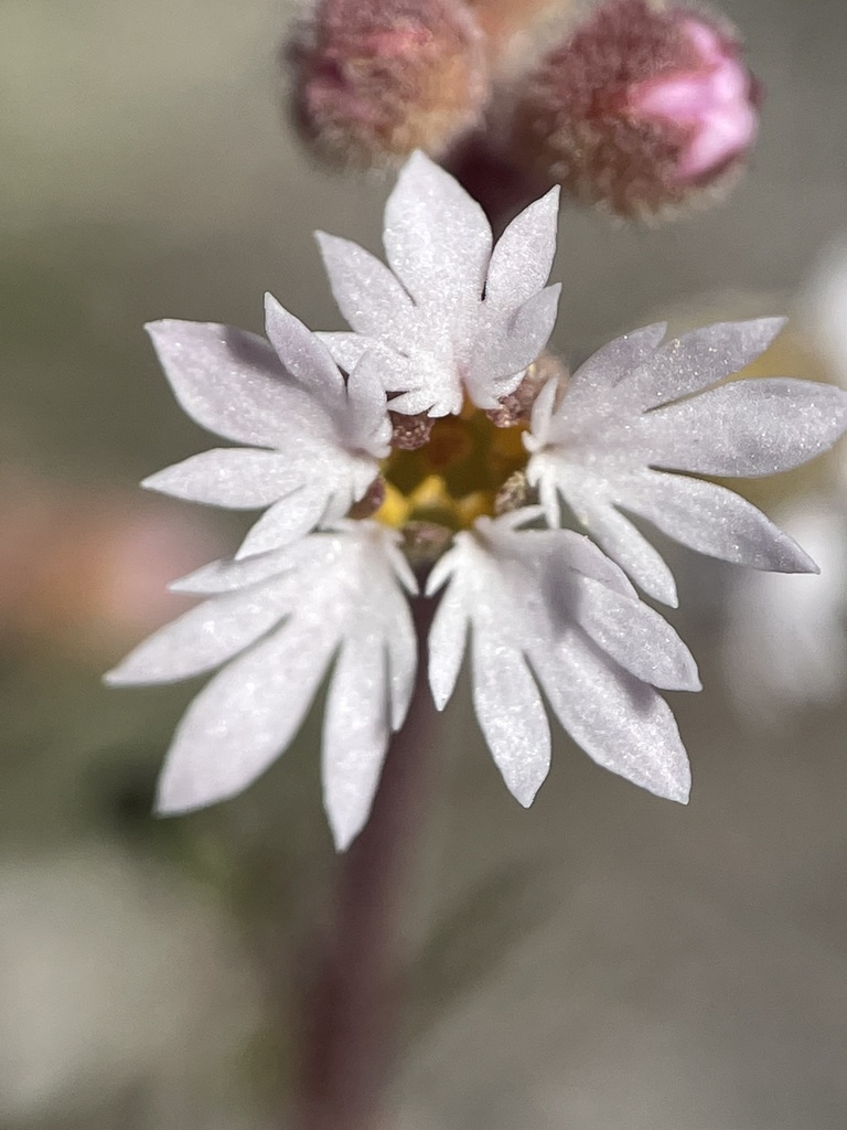 Lithophragma tenellum (Slender woodland star), native California herb