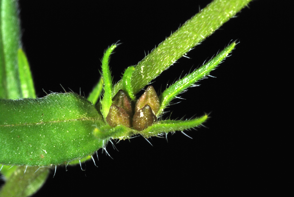 Lithospermum arvense (Gromwell), non-native California herb